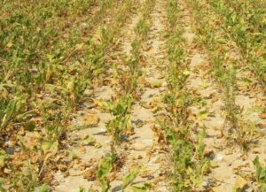 Siccità Piemonte, Coldiretti: “Stato di calamità naturale per salvare le aziende agricole”