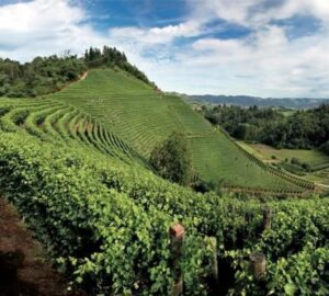 Vino e cultura, missione Unesco in Cina per la delegazione piemontese