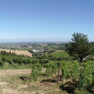 L’impatto dei cambiamenti climatici sui paesaggi vitivinicoli di Langhe, Roero e Monferrato
