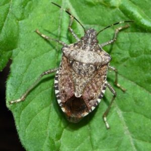 Contro la cimice asiatica è in arrivo la vespa samurai
