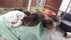 Maltrattamenti in aumento. Allarme traffico di cuccioli
