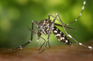 Cosa fare per contrastare la zanzara tigre?