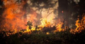 Stop alla carne dal Brasile per salvare l’Amazzonia