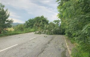Pontestura, cade un albero sulla provinciale. Nessun ferito