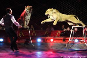 A Casale arriva il circo con gli animali. Cosa ne pensate?