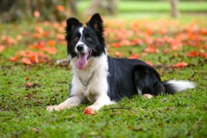 Bastonate al cane che si era introdotto nel suo pollaio: denunciato