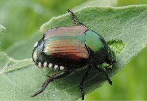 Lotta al Popillia Japonica Newman: 77 trappole a Casale