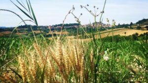 Botteghe d’Italia: in Monferrato autentico anche un’azenda vignalese