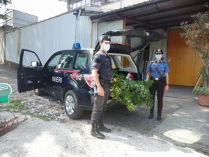 Una piantagione di Marijuana a Vignale, 48enne arrestato