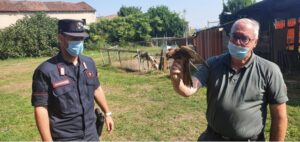 Aveva due falchi in gabbia: 58enne denunciato per furto e illecita detenzione a Casale