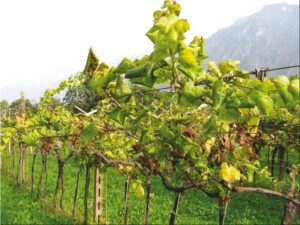 Flavescenza dorata, la battaglia prosegue