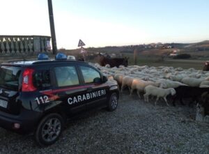 Pastore con 2000 pecore multato dai Carabinieri