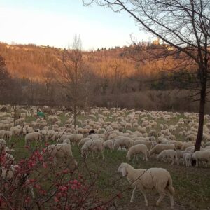 Le strade di Villamiroglio invase da centinaia di… pecore