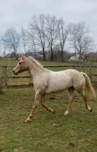 Aeop Asti salva una cavalla in difficoltà