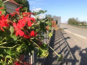 Una Balzola più bella? Possibile grazie… ai fiori