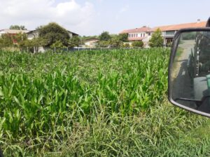 Maltempo: danni ingenti all’agricoltura nel Casalese