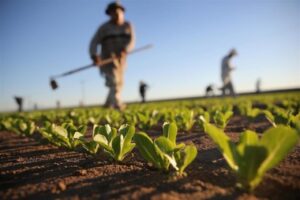 “Pacchetto giovani agricoltori”: dalla Regione oltre 45milioni di euro