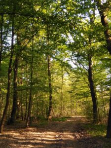 La Foresta condivisa del Po cresce grazie anche a una donazione da Camino