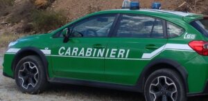 Gabiano, bosco estirpato senza i permessi: le denunce