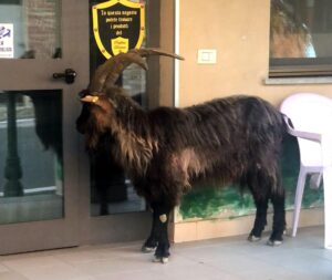 Due settimane con un caprone in paese