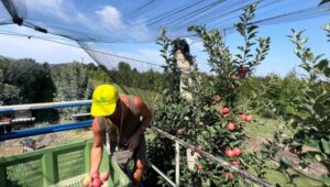 Mele, anche in provincia cresce la raccolta: +5%