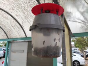 Api nelle trappole per vespe alla Cittadella: oggi verranno rimosse