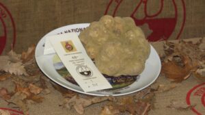 Torna a Murisengo la festa per il tartufo bianco del Monferrato
