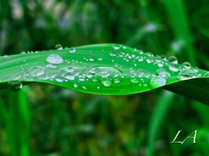 La natura in uno scatto, fotografata da tre monferrini a Borgomanero