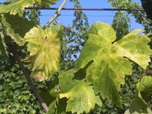 Flavescenza: 152 vigneti monitorati.  Lo ‘Scaphoideus titanus’ è in aumento