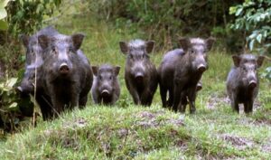 Controllo demografico del cinghiale, domande per la selezione