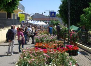 Coniolo Fiori 2023, continua il conto alla rovescia