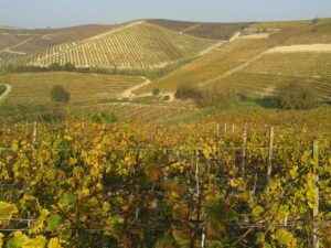 Ovada, Acqui e Casale si candidano a Capitale Europea del Vino 2023