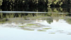 Rispunta l’isola nel Po? Macché, sono alghe!