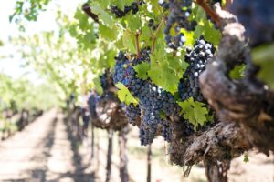 ‘Gran Monferrato’, Vittoria Poggio: «Siamo entrati nel gotha della Rete europea del vino»