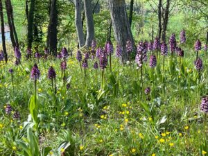 Terruggia celebra le sue orchidee selvatiche con una mostra