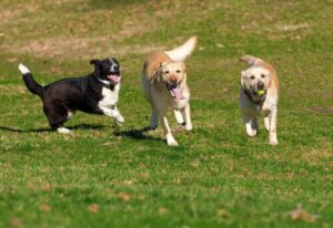 Il 10 giugno al Palafiere di Casale è la giornata di cani… e padroni
