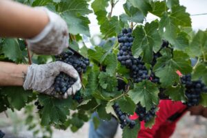 Confagricoltura: “Vendemmia, incognita meteo. Ma niente cali di produzione”