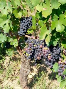 Casale Monferrato, Marnati premia le eccellenze del concorso “Città del Vino”