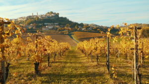 Il 1 ottobre a Rosignano torna ‘Vendemmia in arte’
