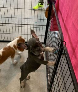 Fiera degli animali a Casale. Le Guardie Zoofile individuano irregolarità
