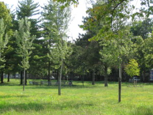 Casale: il punto sulle aree verdi cittadine