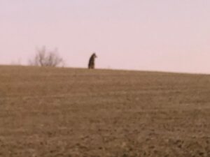 Treville, la foto del lupo che guarda sorgere l’alba