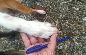 Ferite e coda amputata: cagnetta sequestrata in una cascina di Lu