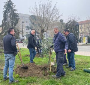 Ulivi ad Alessandria: ce ne sono 50 in piazza Matteotti