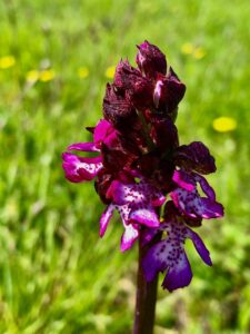 Domenica a Terruggia si celebrano le orchidee selvatiche