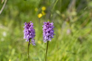 Orchidee selvatiche, il festival tra Valenzano e Casalese