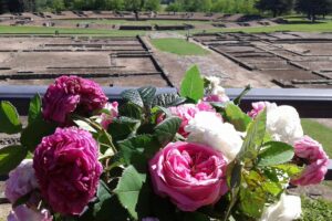 Alessandria, il mese delle rose. E Golosaria lo sa bene….