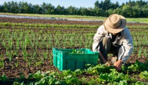 Casale Monferrato: come si coltiva il domani? Confronto tra ricerca e innovazione
