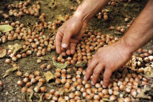 Nocciole e olio d’oliva sotto attacco, Coldiretti Alessandria: “Regole chiare”