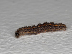 Bruchi a Casale: sono Eilema Caniola